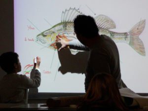 Lire la suite à propos de l’article Les perches dans le canal des Vosges