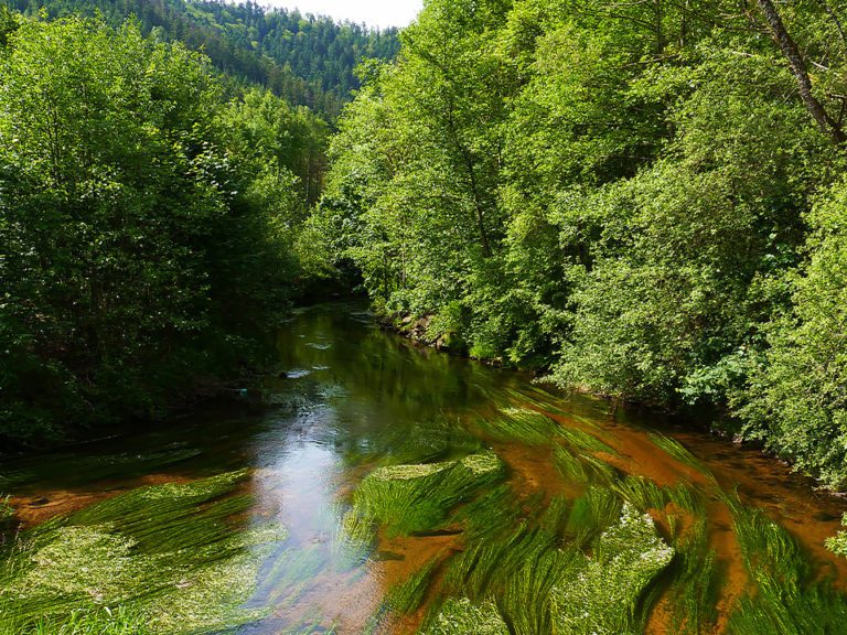 Lire la suite à propos de l’article Restauration de la continuité écologique sur le ruisseau de la Fauvette