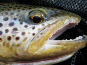 Lire la suite à propos de l’article Le mot du Président fédéral – Mars 2019