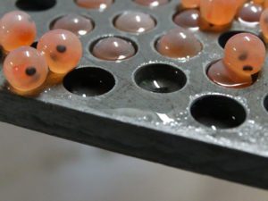 Lire la suite à propos de l’article Opération réintroduction du saumon